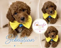 Sebastian , a male Goldendoodle for sale in Fayetteville, NC – 1 of 10