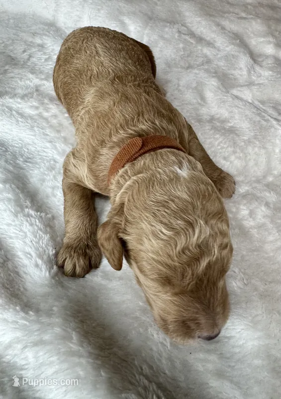 Sebastian  – Goldendoodle puppy for sale in Fayetteville, NC