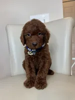 Bottega , a male Goldendoodle for sale in Fayetteville, NC – 3 of 10