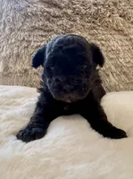 Batman , a male Maltipoo and Poodle - Toy  for sale in Fayetteville, NC – 6 of 8