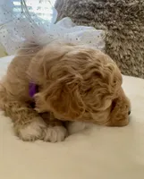 Lois Lane, a female Maltipoo and Poodle - Toy  for sale in Fayetteville, NC – 3 of 9