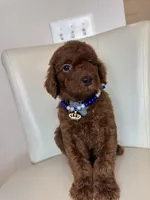 Bottega , a male Goldendoodle for sale in Fayetteville, NC – 6 of 10