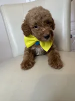 Sebastian , a male Goldendoodle for sale in Fayetteville, NC – 4 of 10