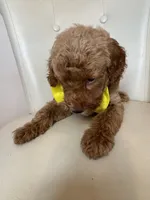 Sebastian , a male Goldendoodle for sale in Fayetteville, NC – 3 of 10