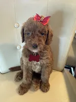 Doria, a female Goldendoodle for sale in Fayetteville, NC – 4 of 10