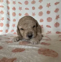 Itsy, a female Poodle - Toy  for sale in Bedford, IN – Photo 1 of 3