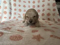 Itsy, a female Poodle - Toy  for sale in Bedford, IN – Photo 2 of 3