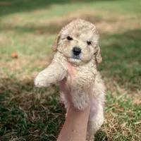Itsy, a female Poodle - Toy  for sale in Bedford, IN – Photo 1 of 2