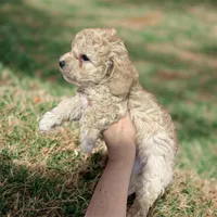 Itsy, a female Poodle - Toy  for sale in Bedford, IN – Photo 2 of 2