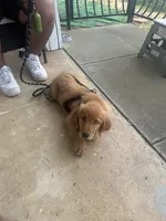 Loki/blu, a male Golden Retriever for sale in El Cajon, CA – Photo 2 of 2