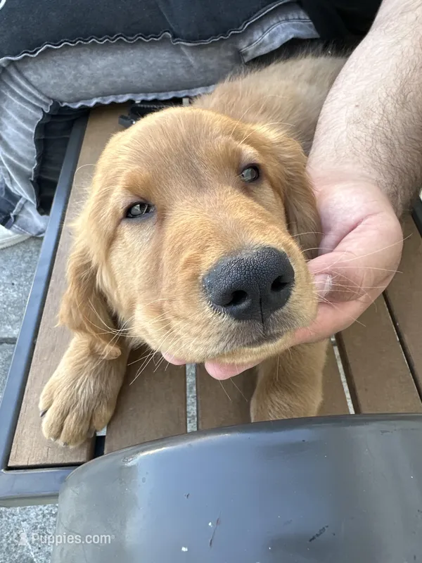 Loki/blu – Golden Retriever puppy for sale in El Cajon, CA