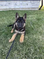 Max, a male German Shepherd Dog for sale in Overbrook, KS – Photo 5 of 5