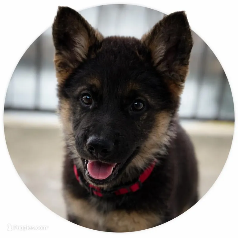 Max – German Shepherd Dog puppy for sale in Overbrook, KS