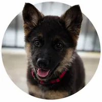 Max, a male German Shepherd Dog for sale in Overbrook, KS – Photo 1 of 5