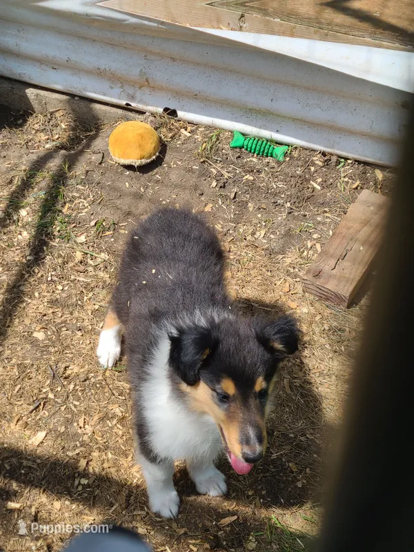 Skeeter – Collie puppy for sale in Gladstone, MO