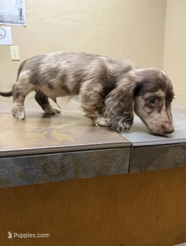 Dapper Dan, a male Miniature Dachshund for sale in Irving, TX – 1 of 3