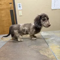 Dapper Dan, a male Miniature Dachshund for sale in Irving, TX – 3 of 3