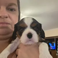 Watson, a male Cavalier King Charles Spaniel for sale in Winnsboro, LA – Photo 2 of 5