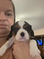 Watson, a male Cavalier King Charles Spaniel for sale in Winnsboro, LA – Photo 2 of 5