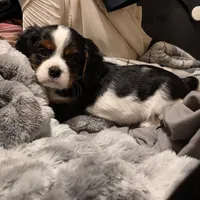 Watson, a male Cavalier King Charles Spaniel for sale in Winnsboro, LA – Photo 5 of 5