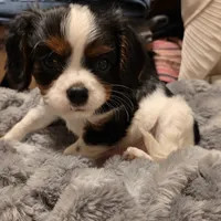 Watson, a male Cavalier King Charles Spaniel for sale in Winnsboro, LA – Photo 3 of 5