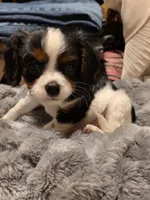Watson, a male Cavalier King Charles Spaniel for sale in Winnsboro, LA – Photo 3 of 5