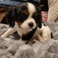 Watson, a male Cavalier King Charles Spaniel for sale in Winnsboro, LA – Photo 1 of 5