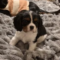 Sherlock, a male Cavalier King Charles Spaniel for sale in Winnsboro, LA – Photo 2 of 7