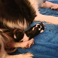 Sherlock, a male Cavalier King Charles Spaniel for sale in Winnsboro, LA – Photo 7 of 7