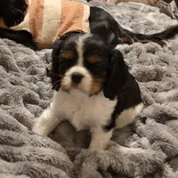Sherlock, a male Cavalier King Charles Spaniel for sale in Winnsboro, LA – Photo 6 of 7