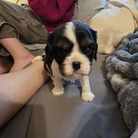 Sherlock, a male Cavalier King Charles Spaniel for sale in Winnsboro, LA – Photo 3 of 7