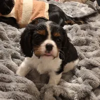 Sherlock, a male Cavalier King Charles Spaniel for sale in Winnsboro, LA – Photo 4 of 7