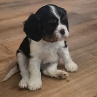 Sherlock, a male Cavalier King Charles Spaniel for sale in Winnsboro, LA – Photo 1 of 7