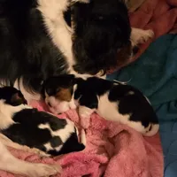 Sherlock, a male Cavalier King Charles Spaniel for sale in Winnsboro, LA – Photo 5 of 7