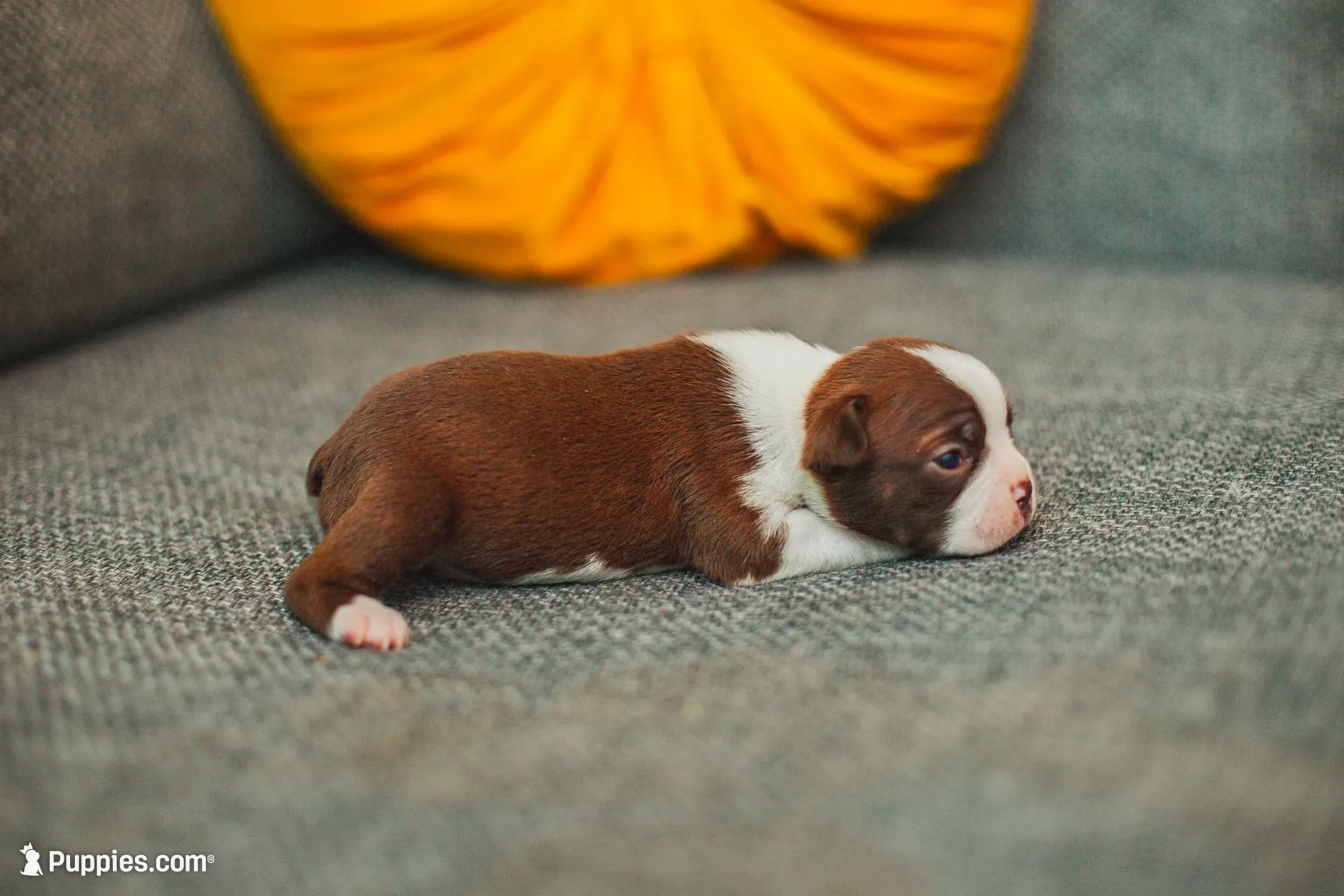 AKC Cumin, a male Boston Terrier for sale in Ennis, TX – 7 of 9