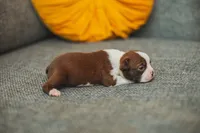 AKC Cumin, a male Boston Terrier for sale in Ennis, TX – 2 of 4