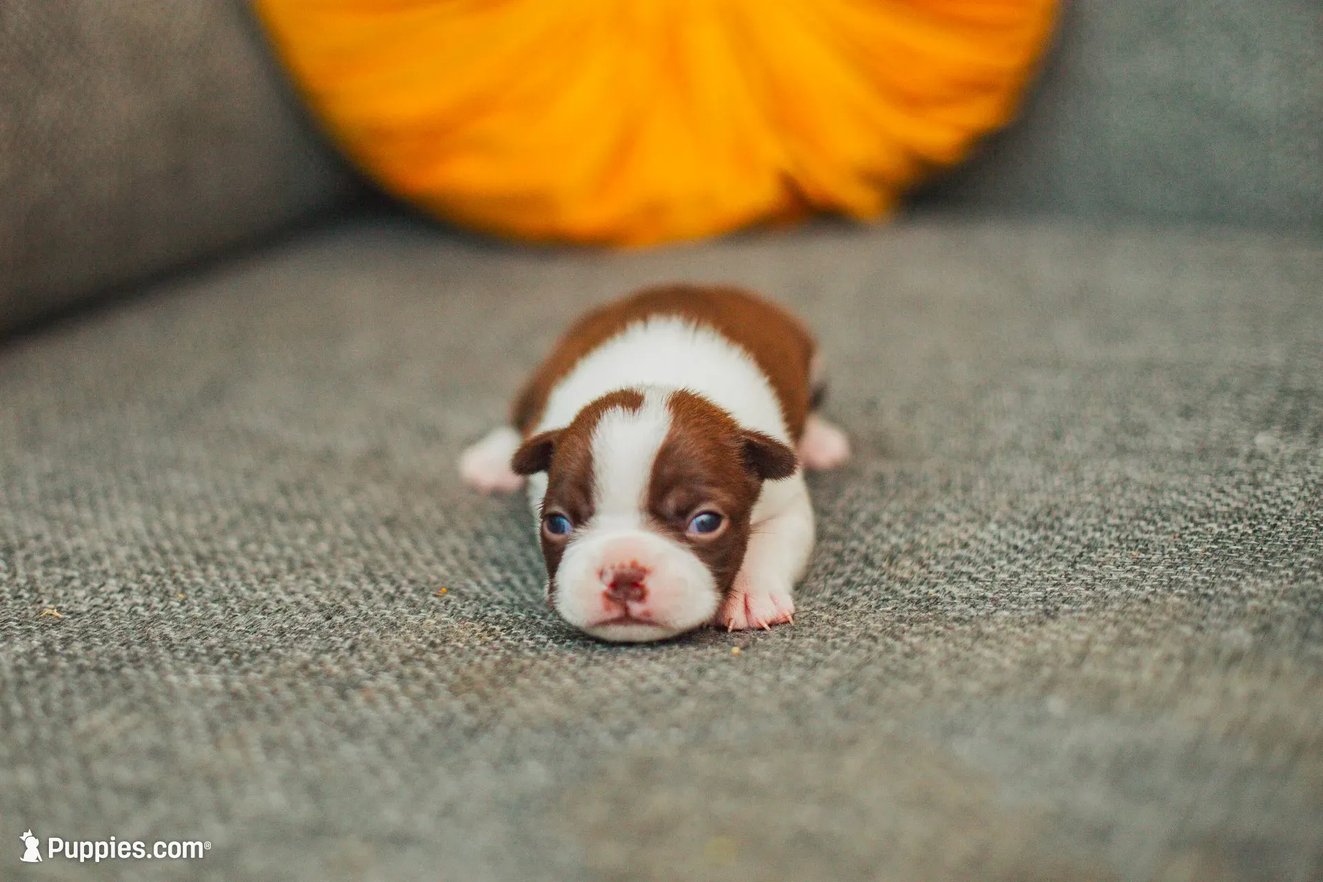 AKC Clove, a female Boston Terrier for sale in Ennis, TX – 6 of 9