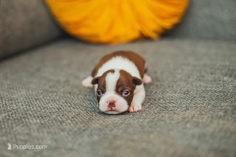 AKC Clove – Boston Terrier puppy for sale in Ennis, TX