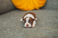 AKC Clove, a female Boston Terrier for sale in Ennis, TX – 1 of 4