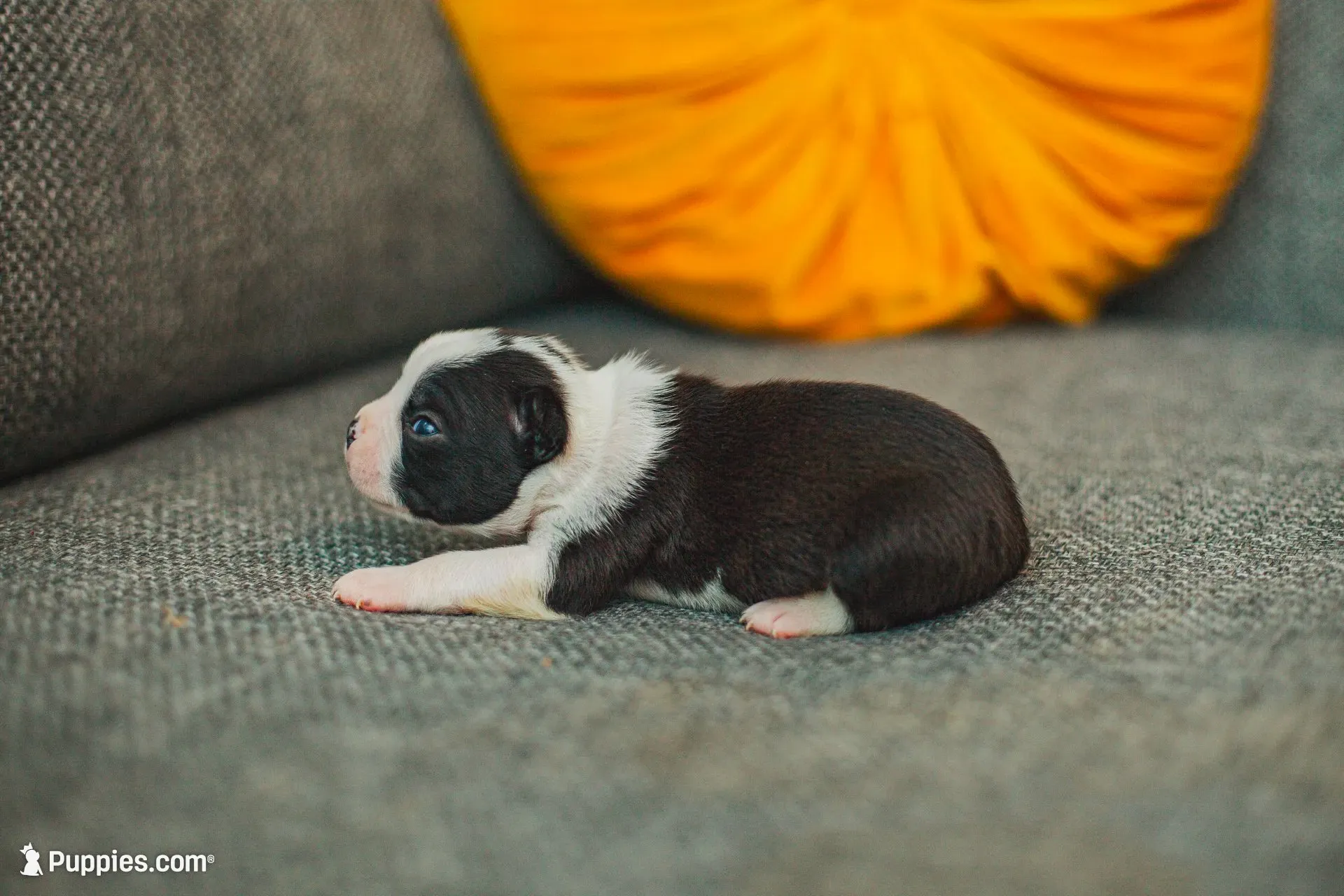 AKC Oregano, a male Boston Terrier for sale in Ennis, TX – 8 of 9