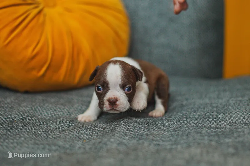AKC Cinnamon – Boston Terrier puppy for sale in Ennis, TX