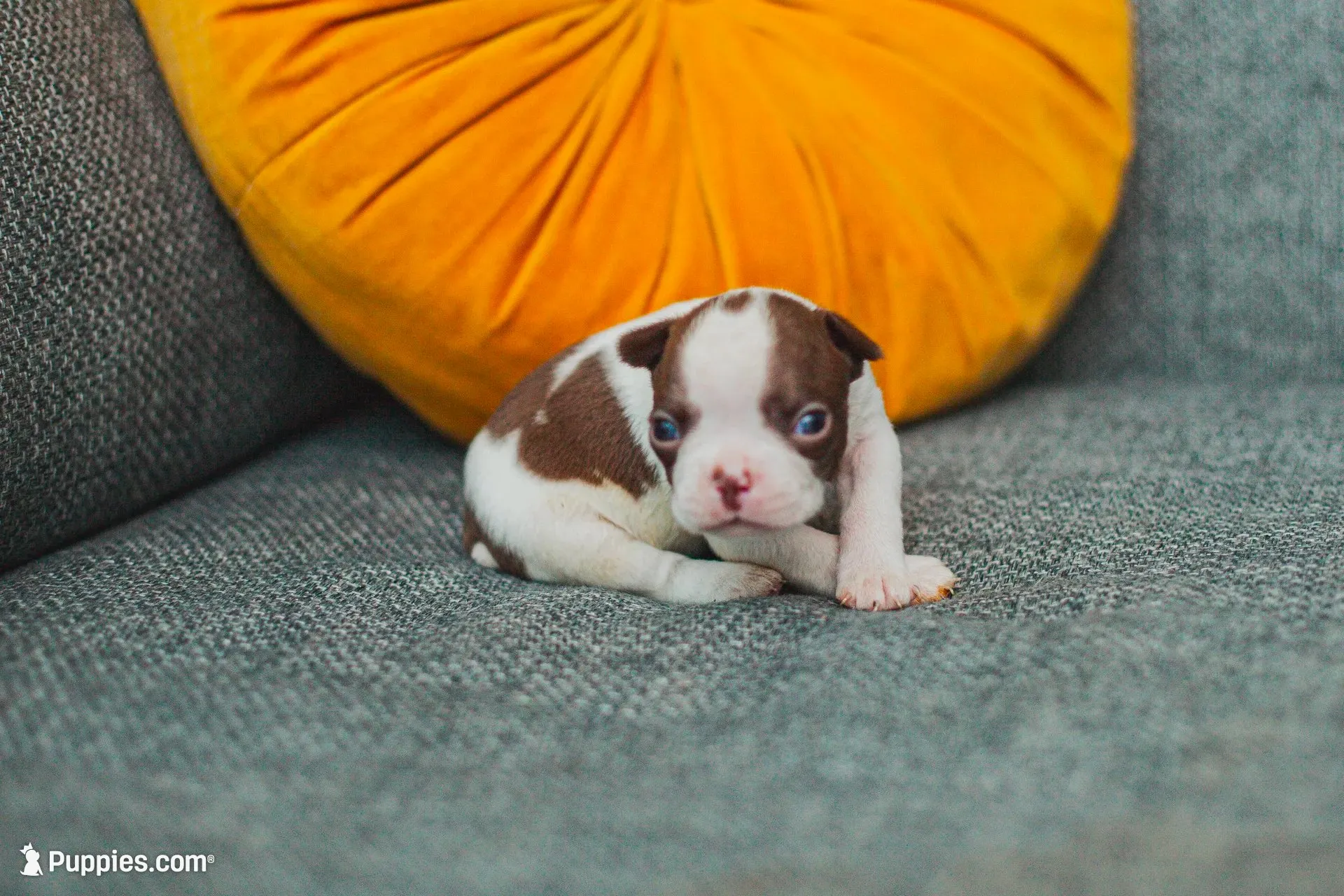 AKC Pepper, a male Boston Terrier for sale in Ennis, TX – 5 of 9