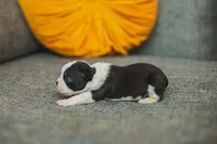 AKC Parsley, a female Boston Terrier for sale in Ennis, TX – 2 of 4