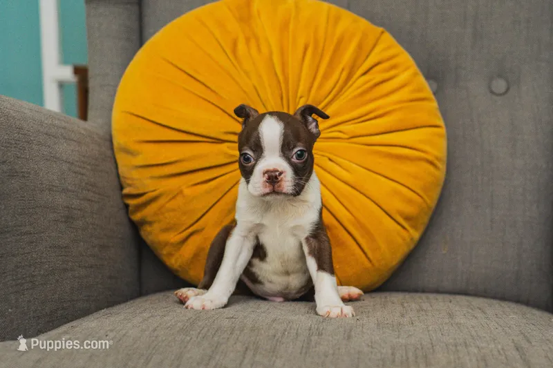AKC Cumin – Boston Terrier puppy for sale in Ennis, TX