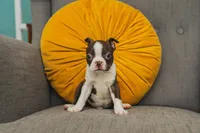 AKC Cumin, a male Boston Terrier for sale in Ennis, TX – 2 of 9