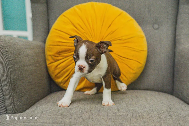 AKC Cumin – Boston Terrier puppy for sale in Ennis, TX