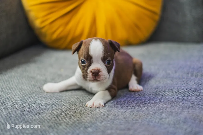 AKC Cinnamon – Boston Terrier puppy for sale in Ennis, TX