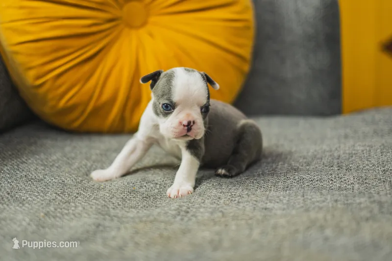 AKC Salt – Boston Terrier puppy for sale in Ennis, TX