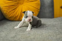 AKC Salt, a female Boston Terrier for sale in Ennis, TX – 1 of 6