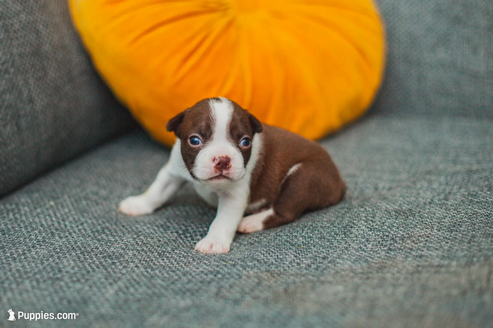 AKC Clove, a female Boston Terrier for sale in Ennis, TX – 5 of 9